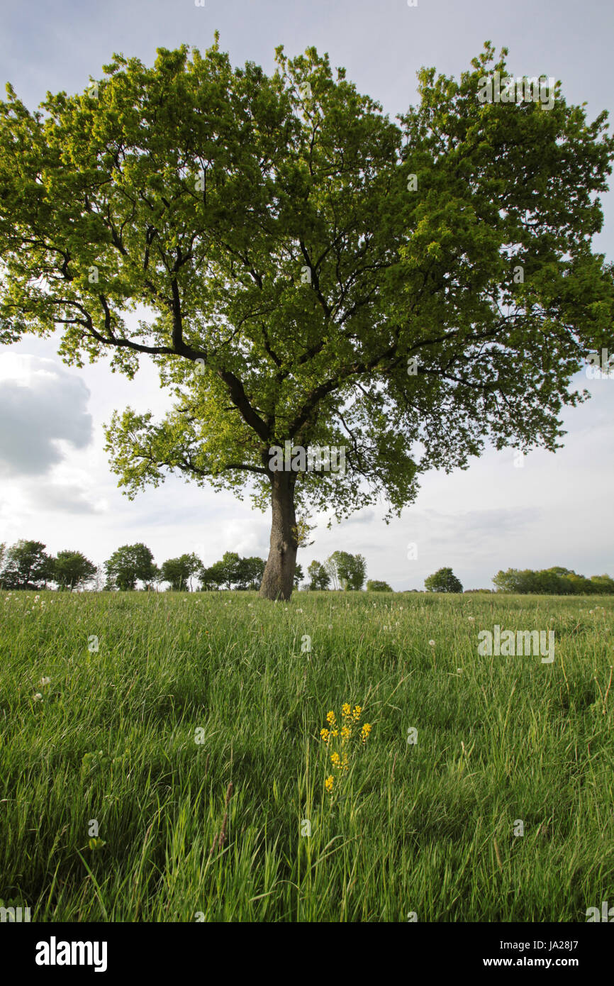 german oak on a meadow Stock Photo