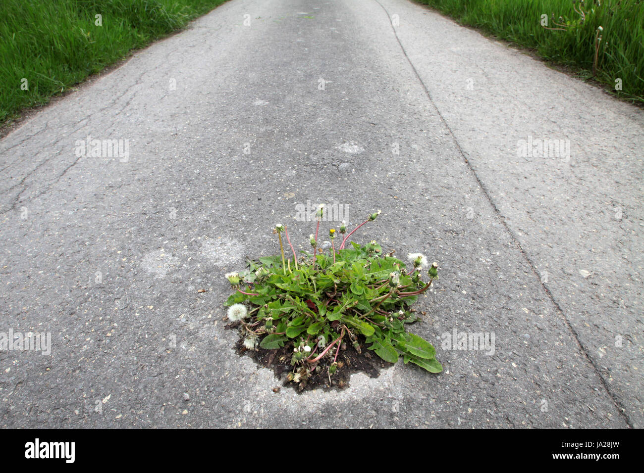 dirt road, blowball, dandelion, path, way, plant, dirt road, asphalt, blowball, Stock Photo