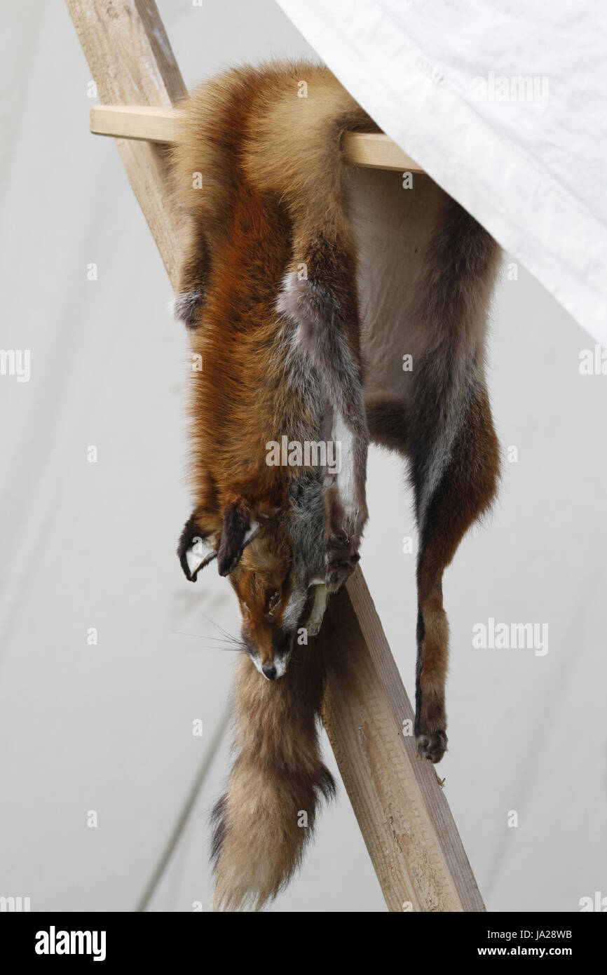 animal, fur, leather, skin, fox, dead body, corpse, paws, trophy, hanged, tan Stock Photo - Alamy animal, fur, leather, skin, fox, dead body, corpse, paws, trophy, hanged, tan Stock Photo - Alamy