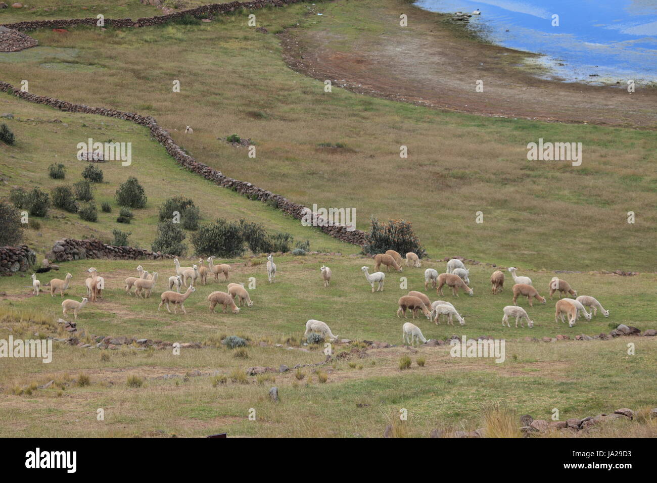 herd, south america, alpaca, peru, andes, llama, camel, herd, south ...