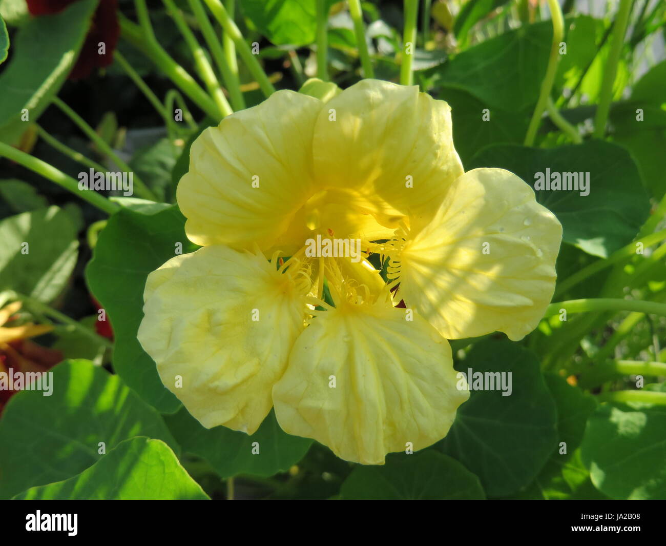 nasturtium - tropaeolum majus - milkmaid - Stock Photo