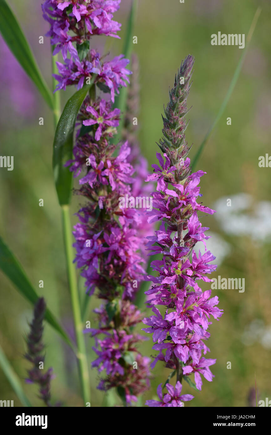 flower, plant, blossoms, bleed, flower, plant, flora, blossoms, purple