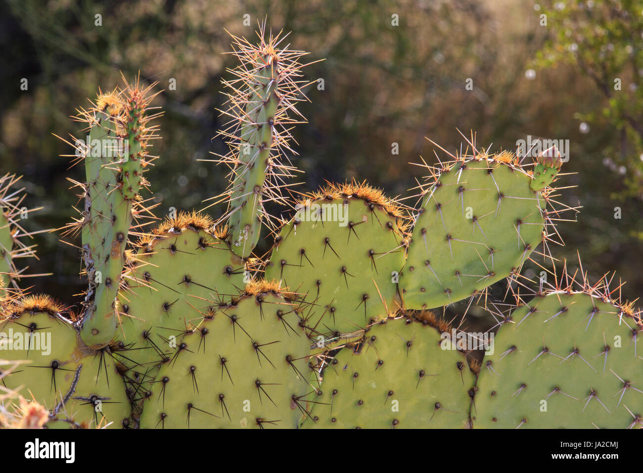 Prickly pear cactus (Opuntia sp.) Stock Photo