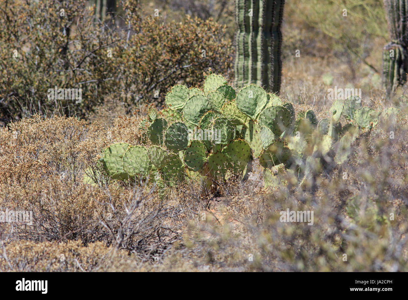 Prickly pear cactus (Opuntia sp.) Stock Photo