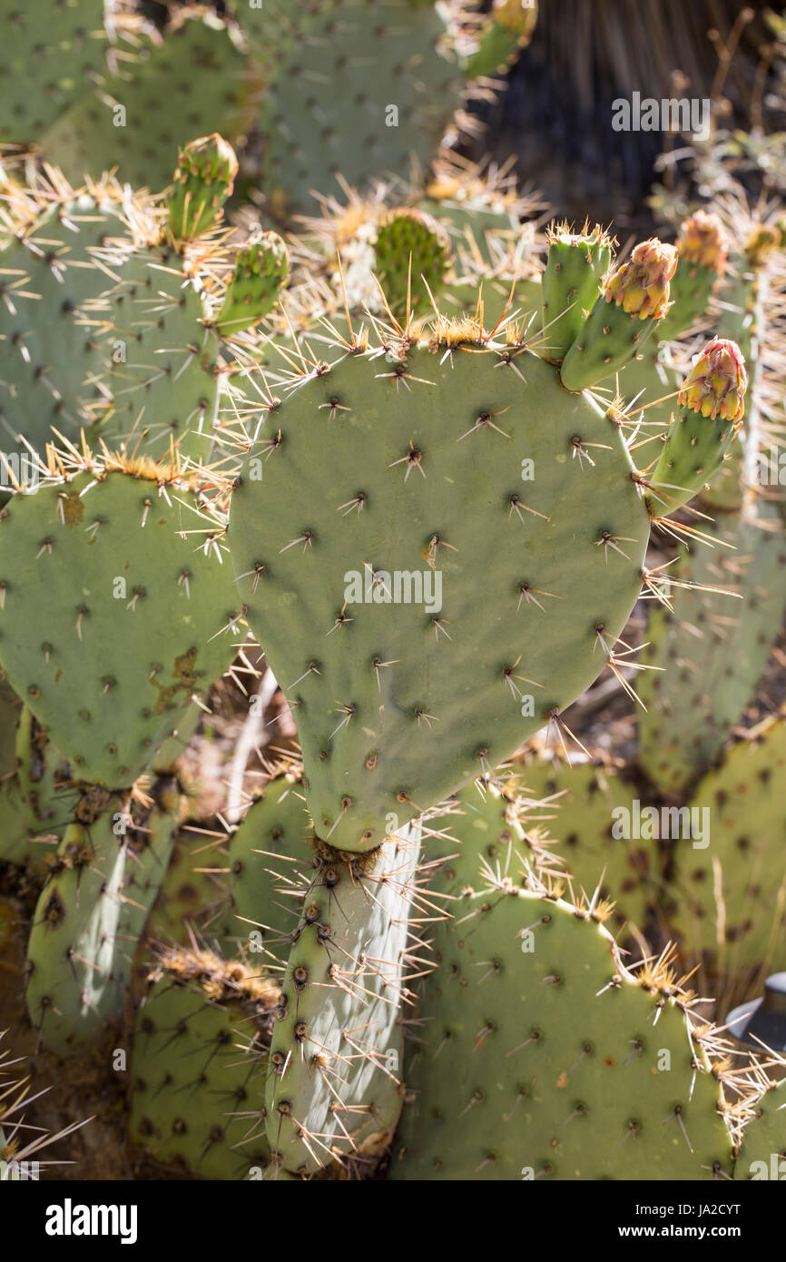 Prickly pear cactus (Opuntia sp.) Stock Photo