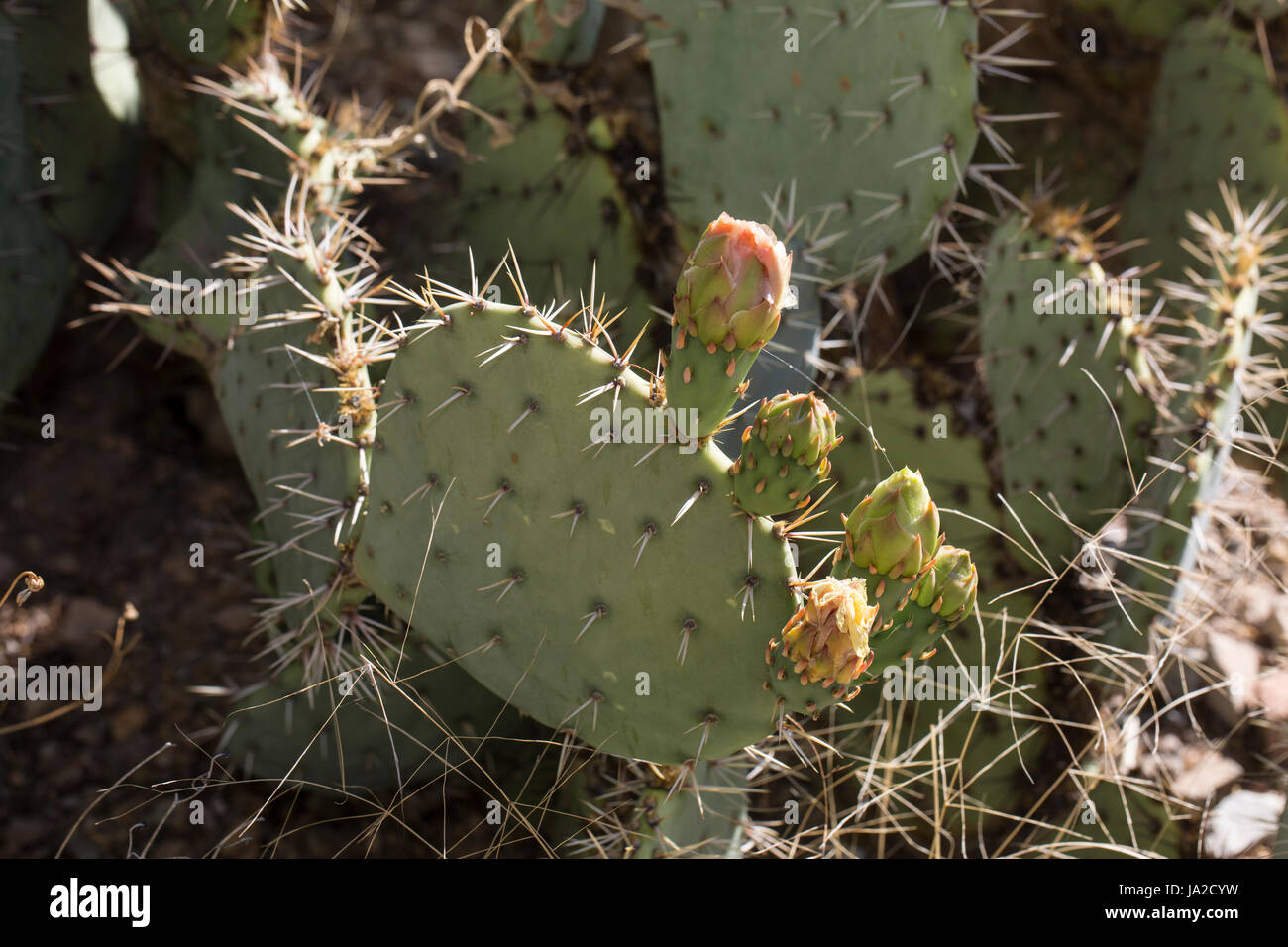 Prickly pear cactus (Opuntia sp.) Stock Photo