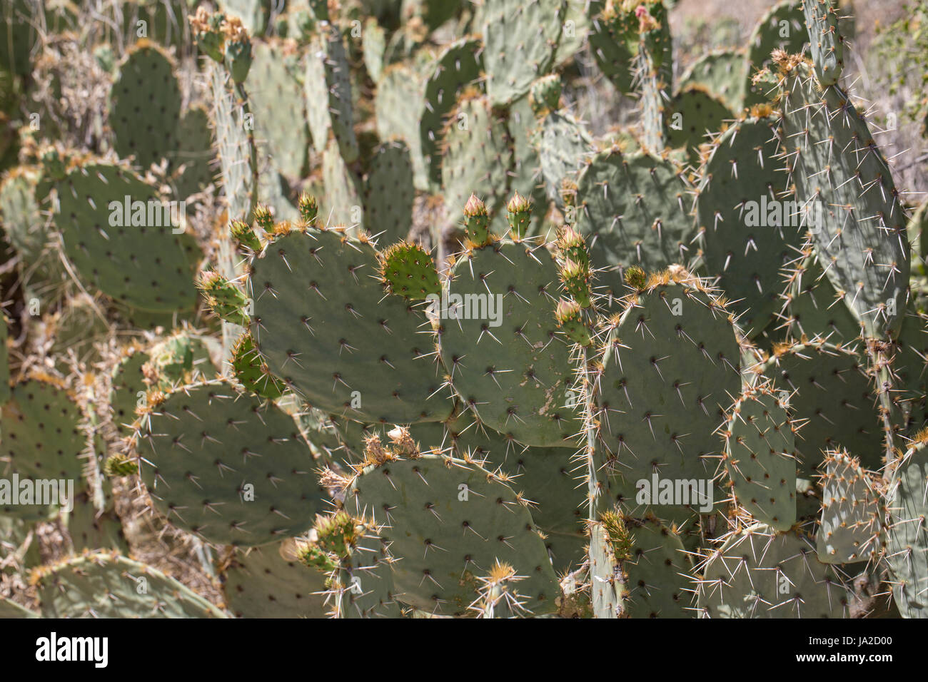 Prickly pear cactus (Opuntia sp.) Stock Photo