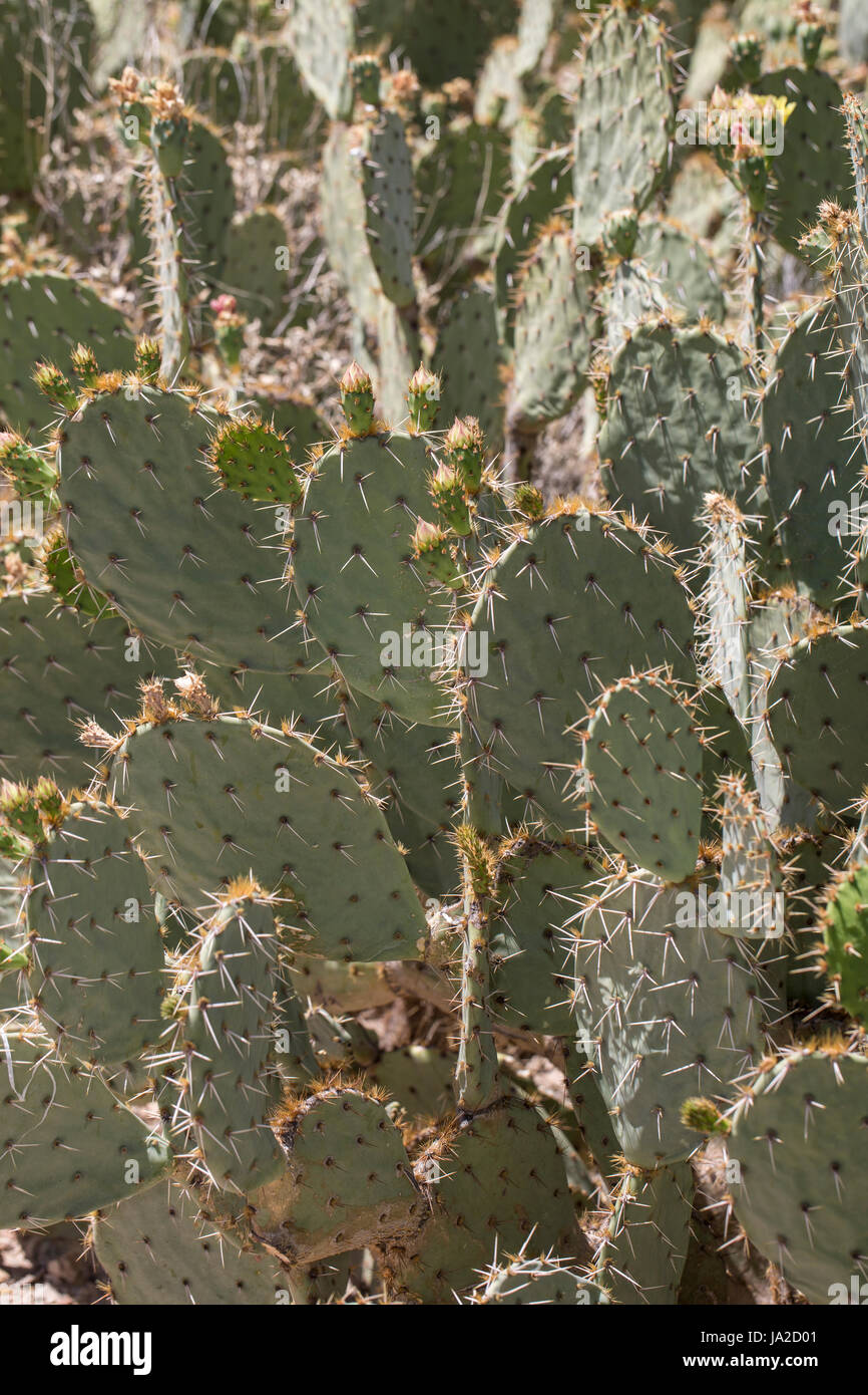 Prickly pear cactus (Opuntia sp.) Stock Photo