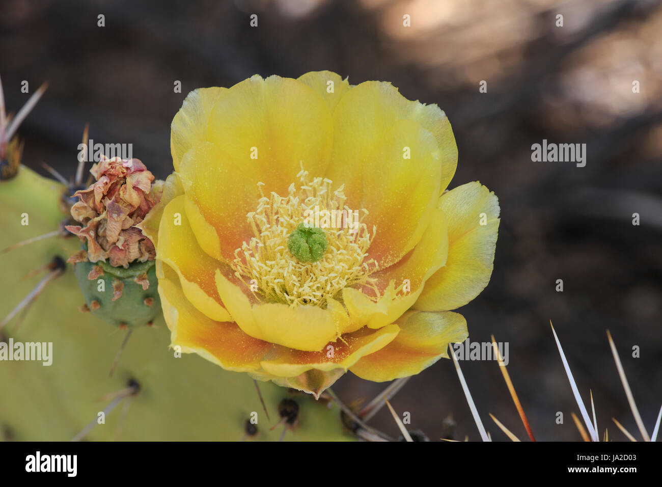 Prickly pear cactus (Opuntia sp.) with flower Stock Photo