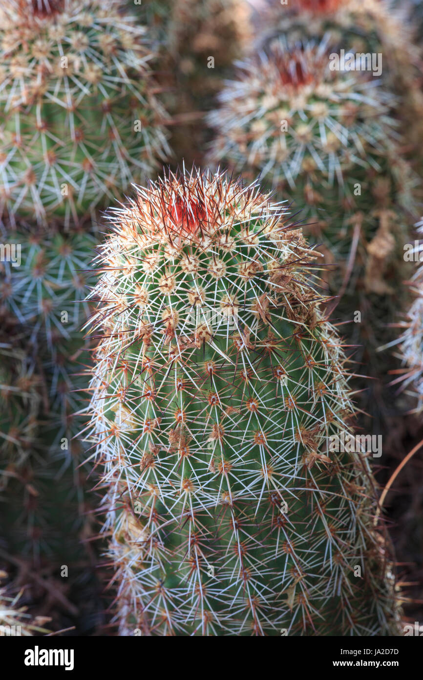 Bonker hedgehog cactus (Echinocereus bonkerae Stock Photo - Alamy