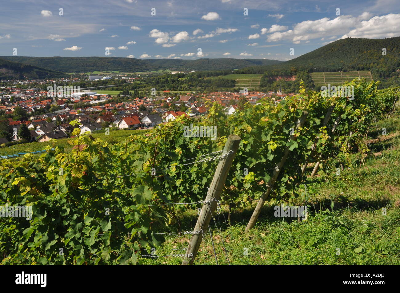 cultivation of wine, vineyard, francs, church, city, town, bavaria, germany, Stock Photo
