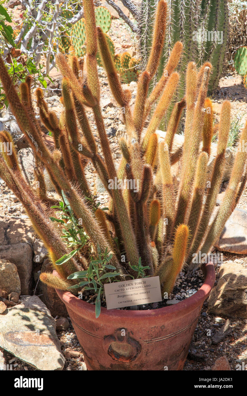 Golden torch cactus (Bergerocactus emoryi) Stock Photo