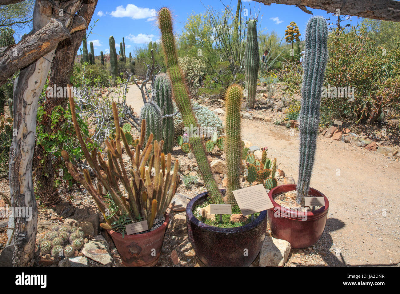 Potted desert plants hires stock photography and images Alamy