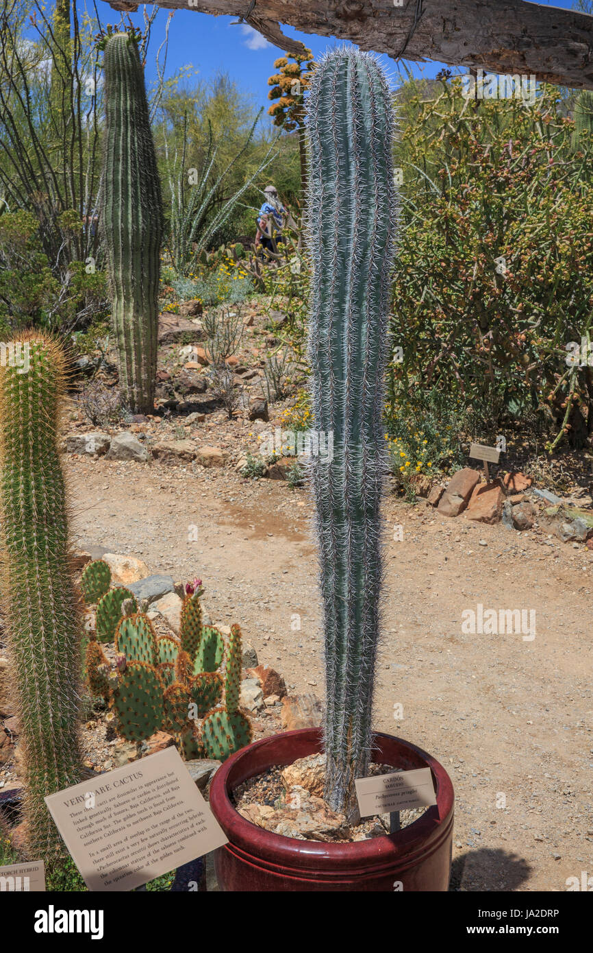 Cardon cactus (Pachycereus pringlei) (tall cactus in the center) Stock Photo