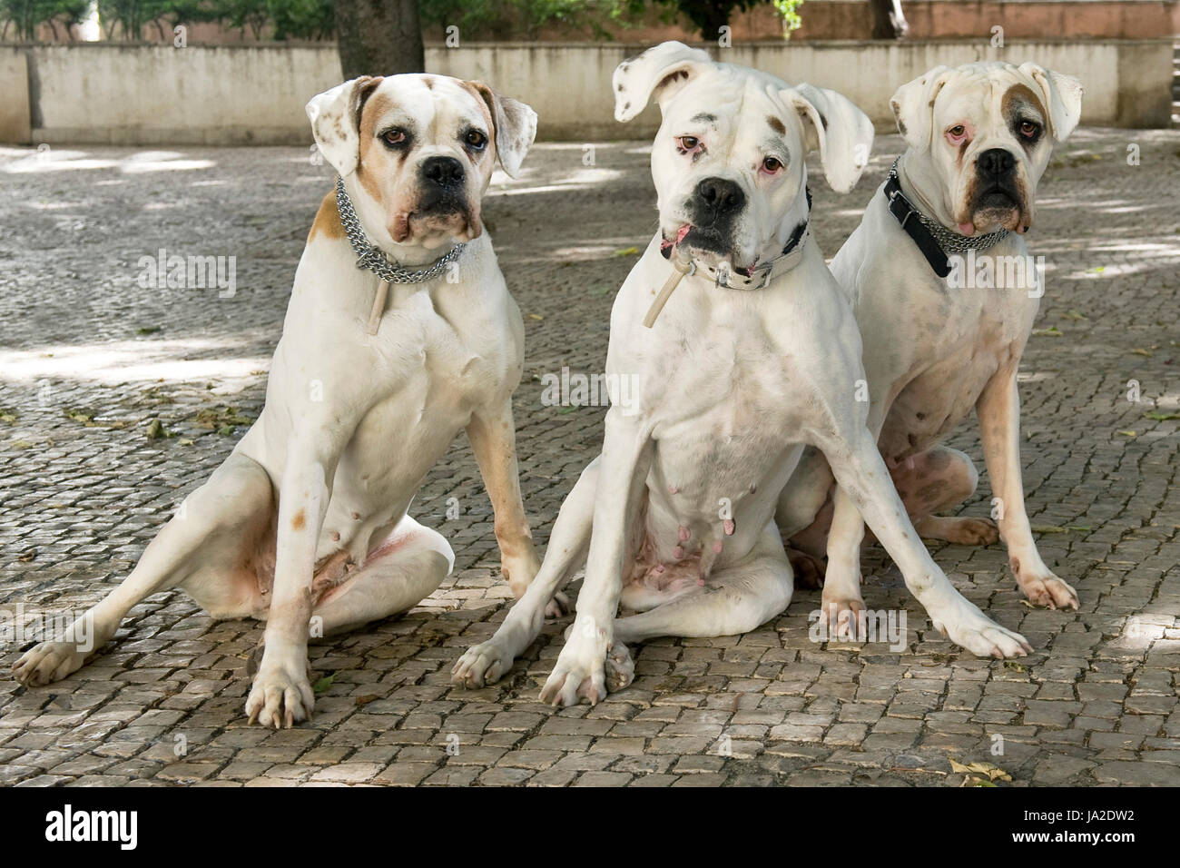 city, town, dog, dogs, three, urban, boxer, group, white, beautiful, Stock Photo