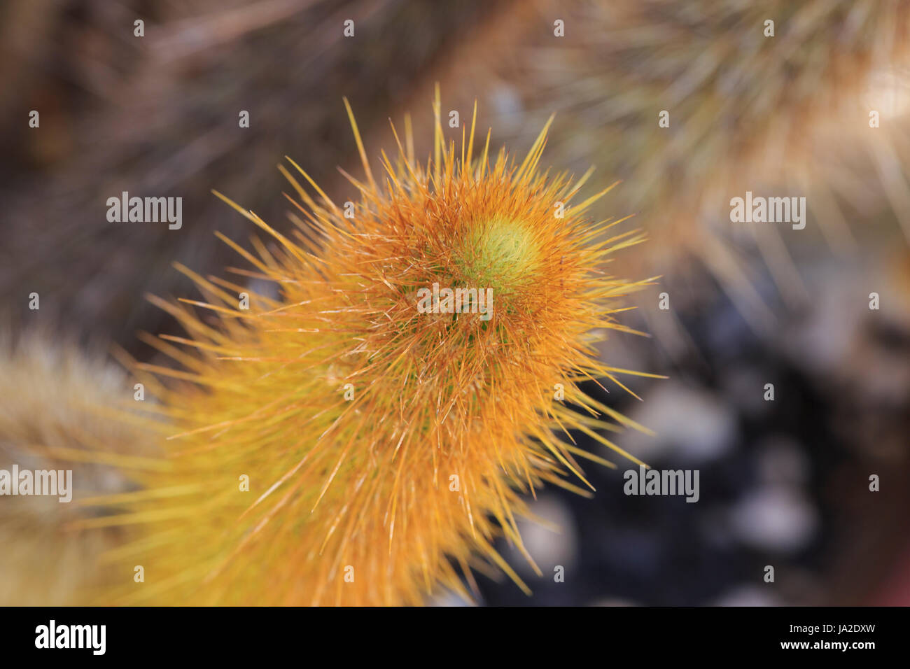 Golden torch cactus (Bergerocactus emoryi) detail of the edge with spines Stock Photo