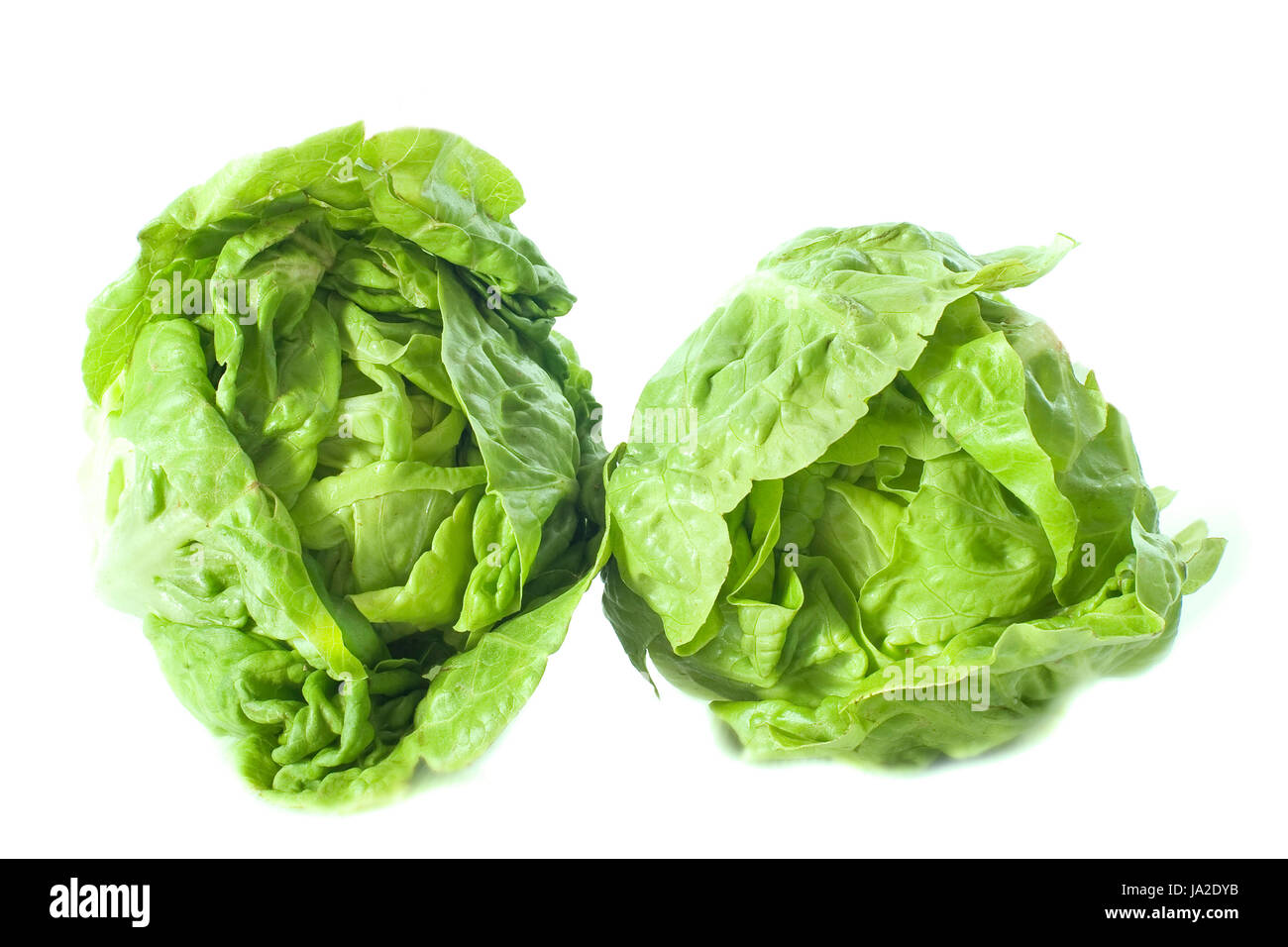 two Lactuca quercina sucrine in front of white background Stock Photo