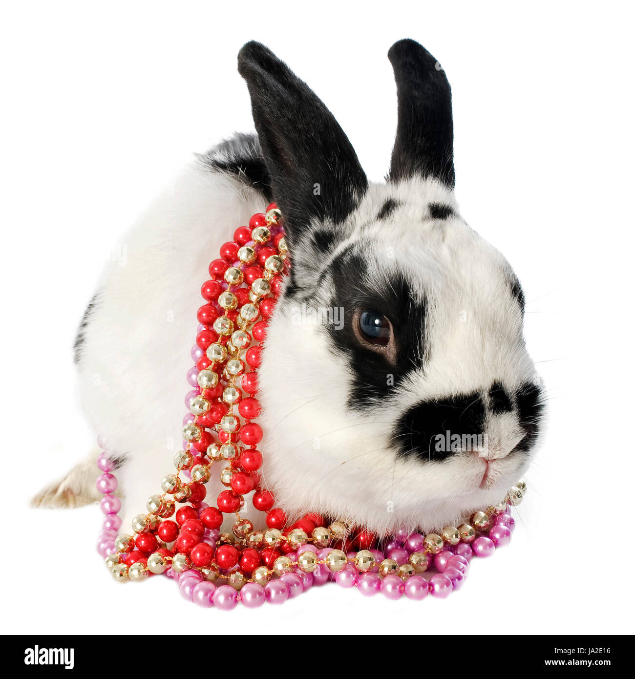 Rabbit collar hires stock photography and images Alamy