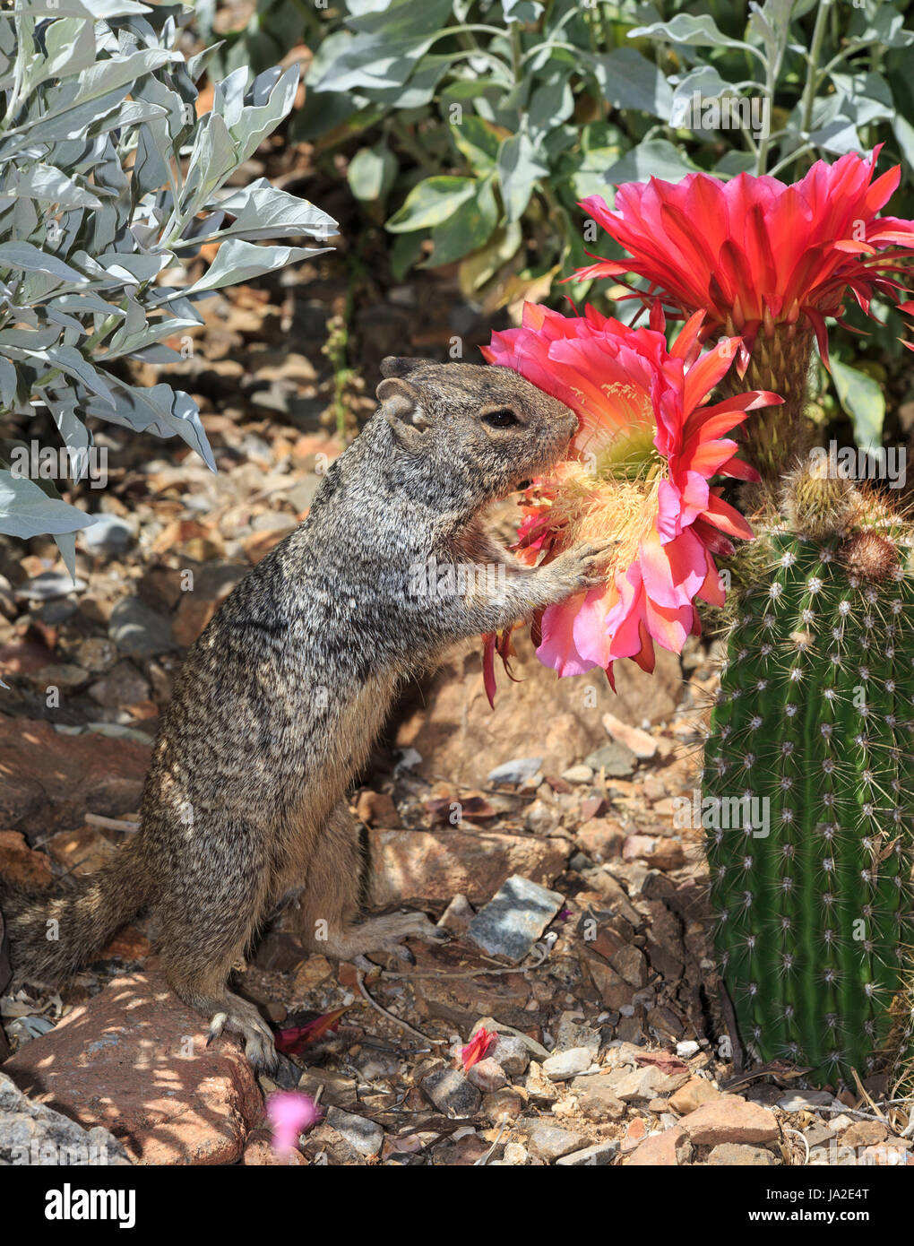 Squirrel eating cactus hires stock photography and images Alamy