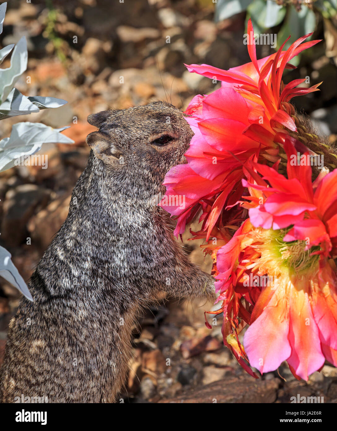 Rock squirrel (Spermophilus variegatus) eating the insides of a cactus