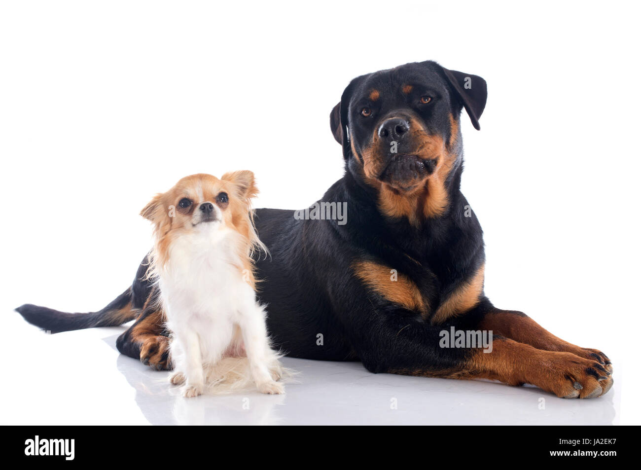 dog, dogs, puppy, rottweiler, two, friendship, animal, pet, portrait ...