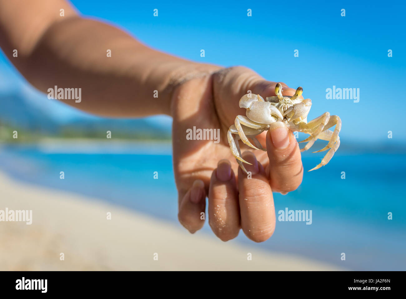 A white Ghost Crab with protruding eyes makes a funny face after being caught by hand at Waimanalo Beach on the island of Oahu, Hawaii. Stock Photo