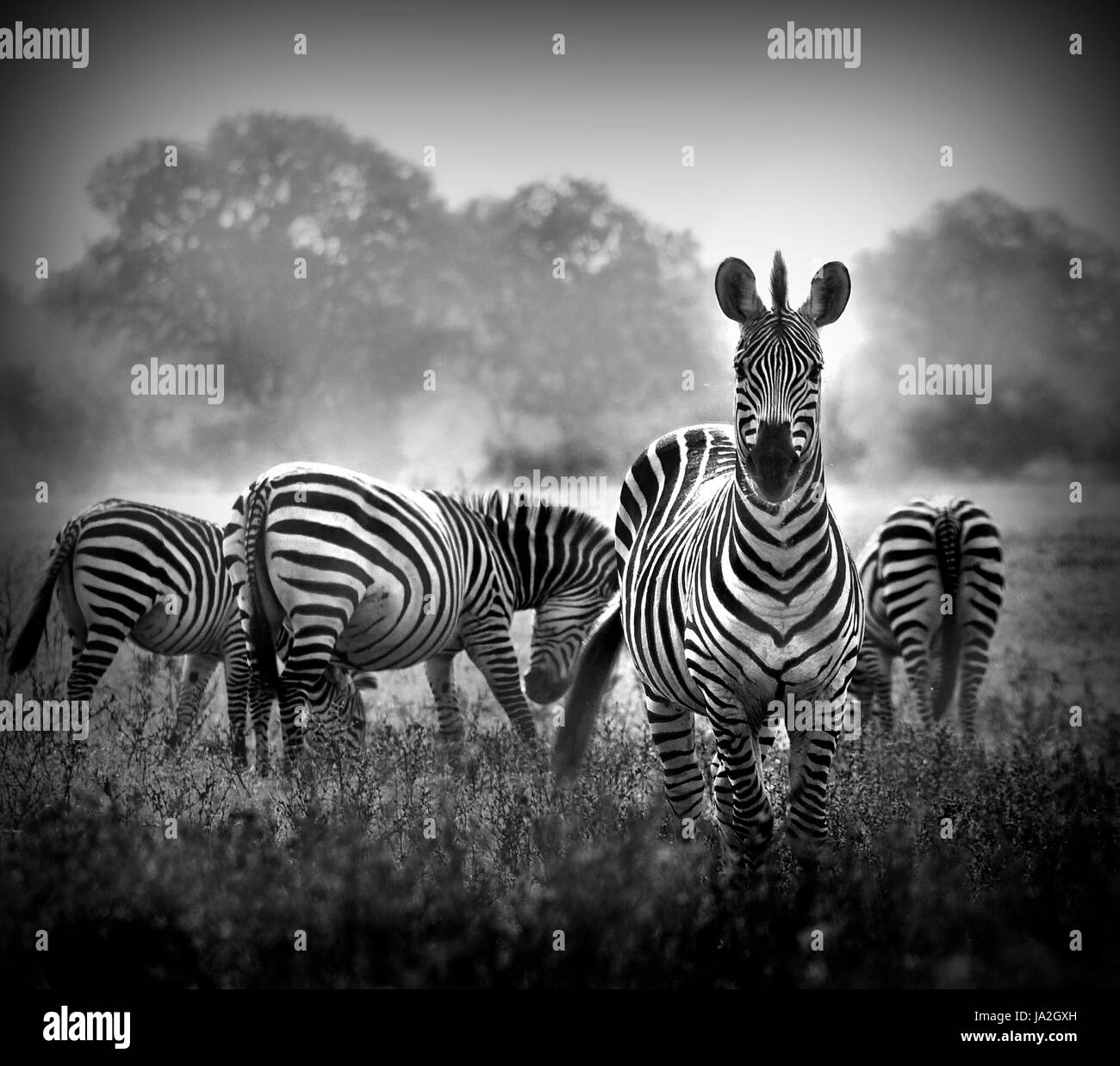 animals, black, swarthy, jetblack, deep black, zebra, wildlife, African