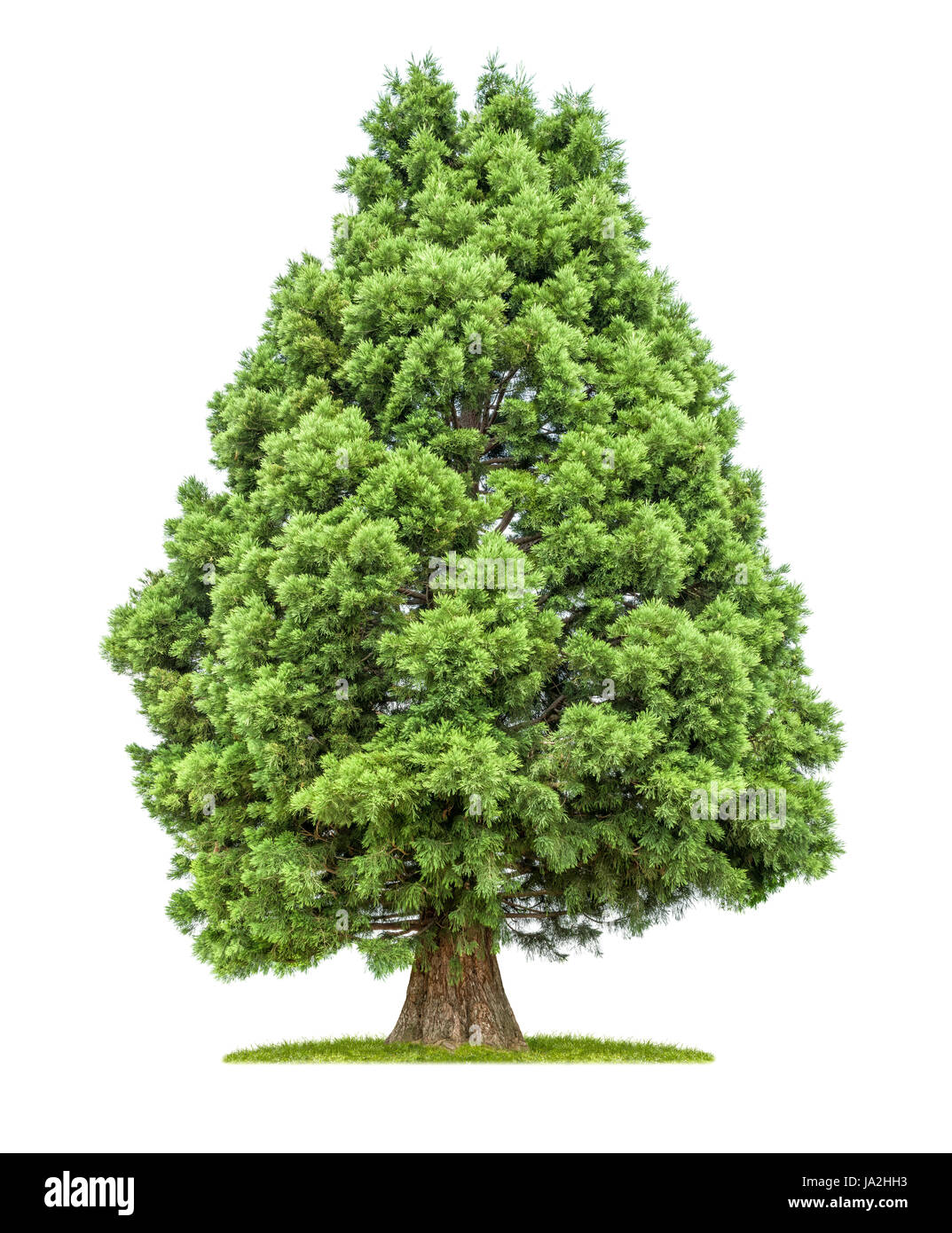 exempted sequoia in front of white background Stock Photo