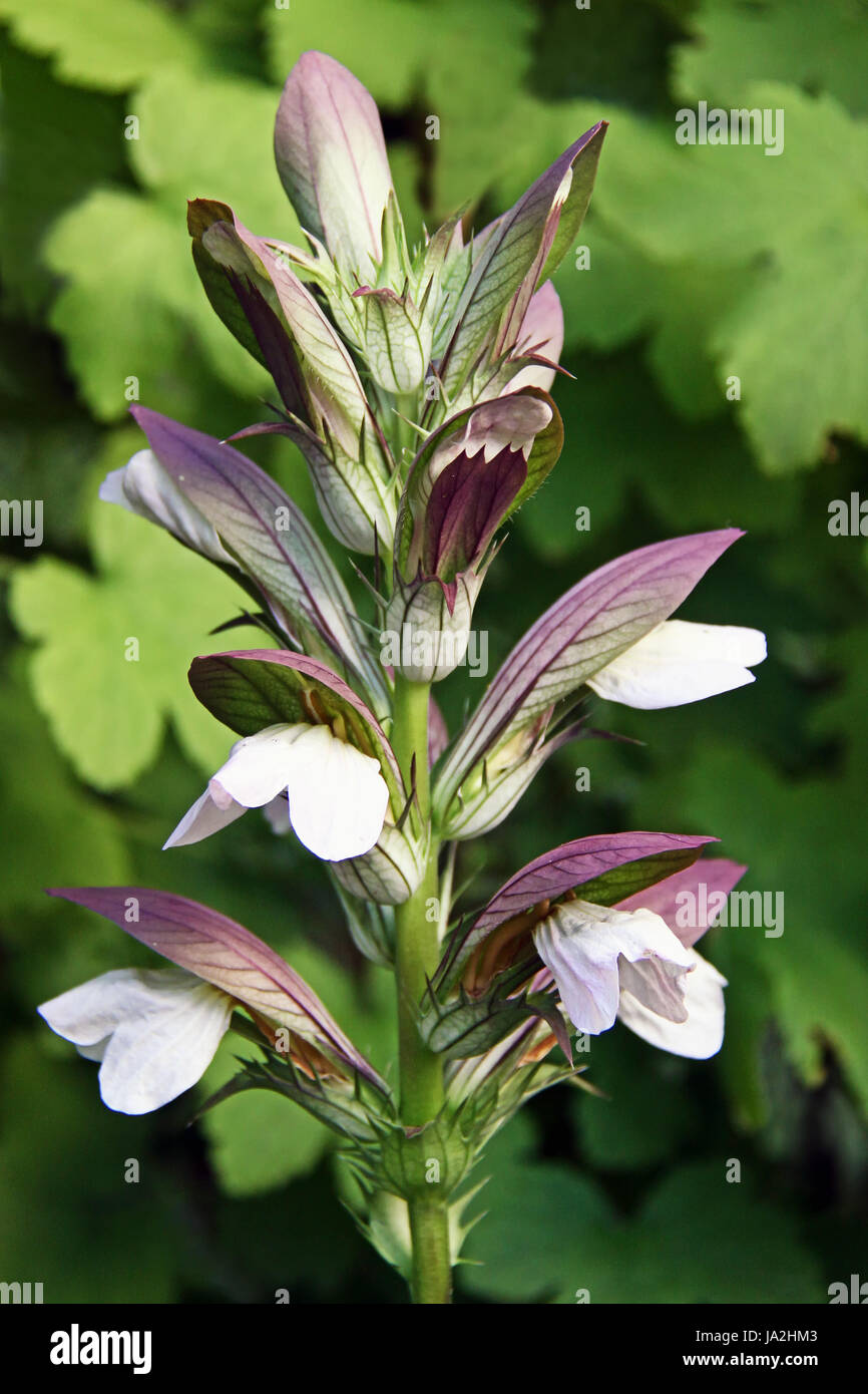 blossoms, bleed, acanthus, soft, blossoms, decorative plant, shrub, bleed, Stock Photo