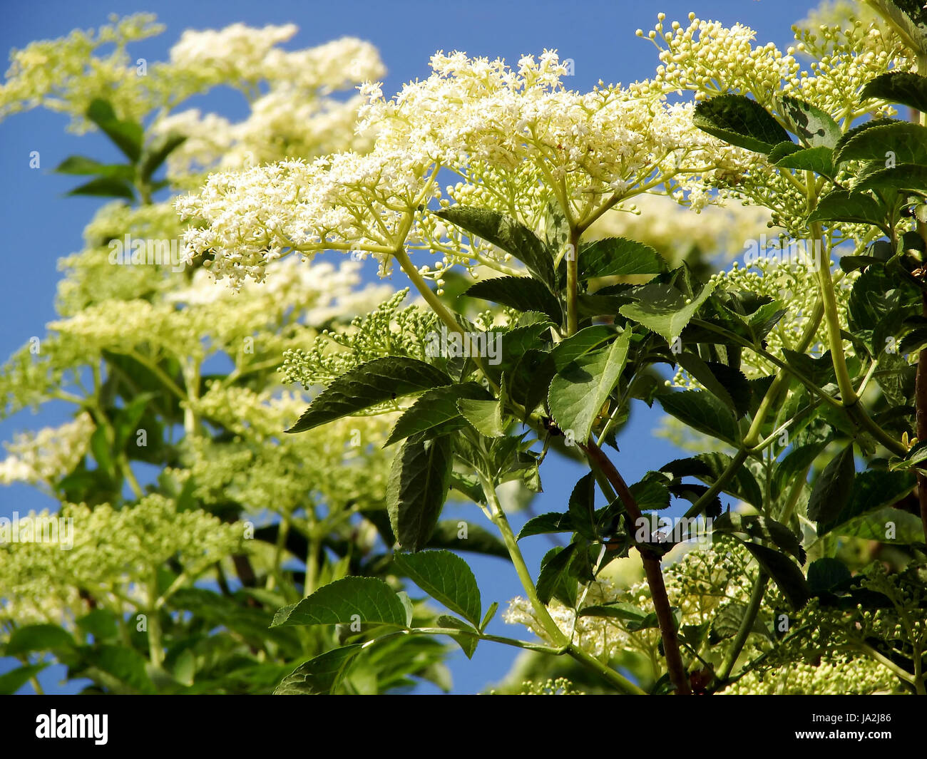 health, medicinally, medical, bloom, blossom, flourish, flourishing, bush, Stock Photo