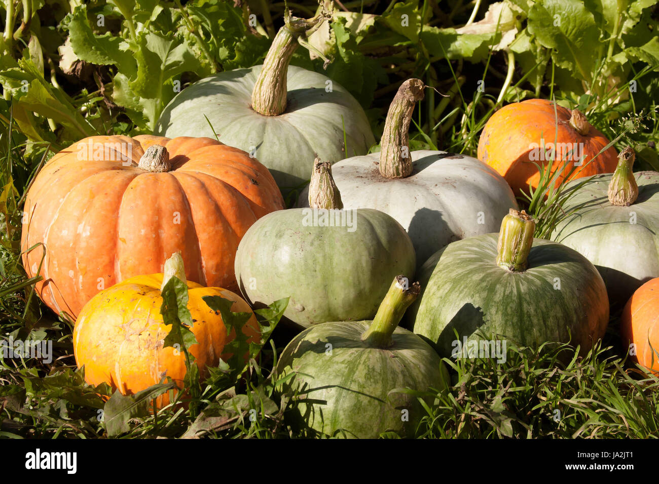 the harvest of pumpkin lies on a green grass Stock Photo - Alamy