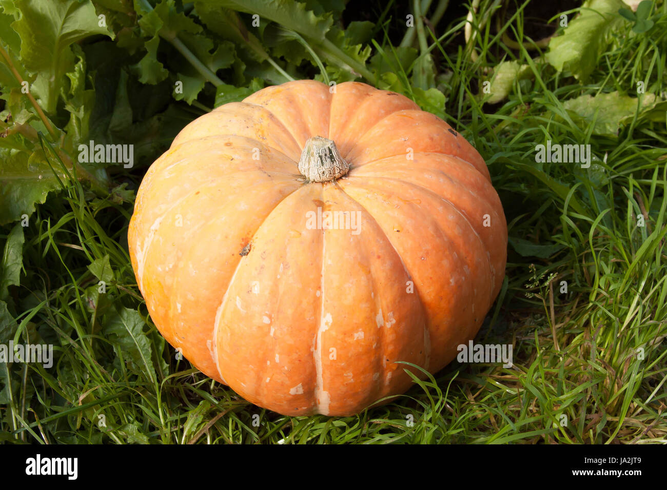 one large yellow pumpkin lies on a green grass Stock Photo - Alamy