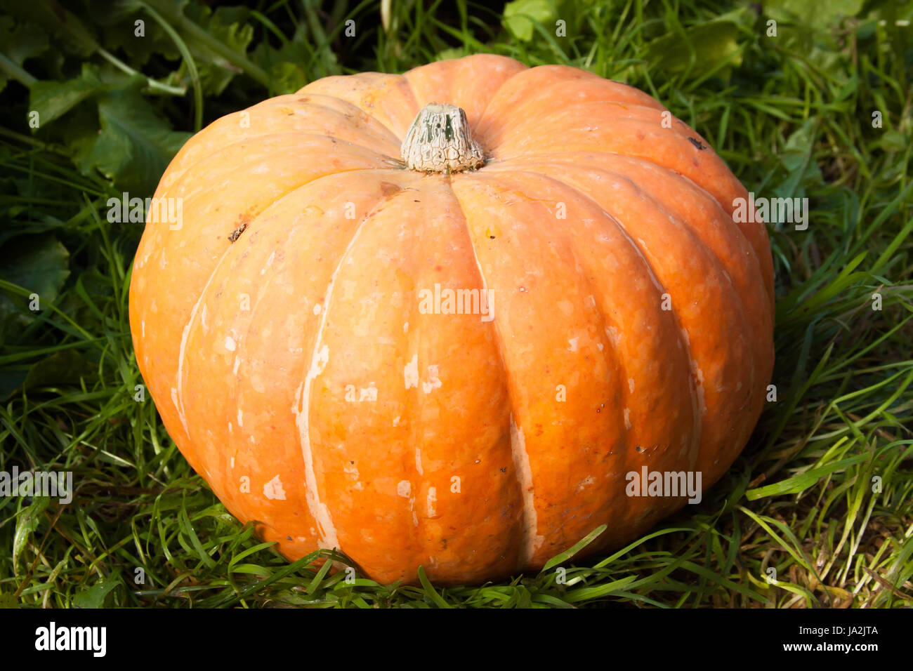 one large yellow pumpkin lies on a green grass Stock Photo - Alamy