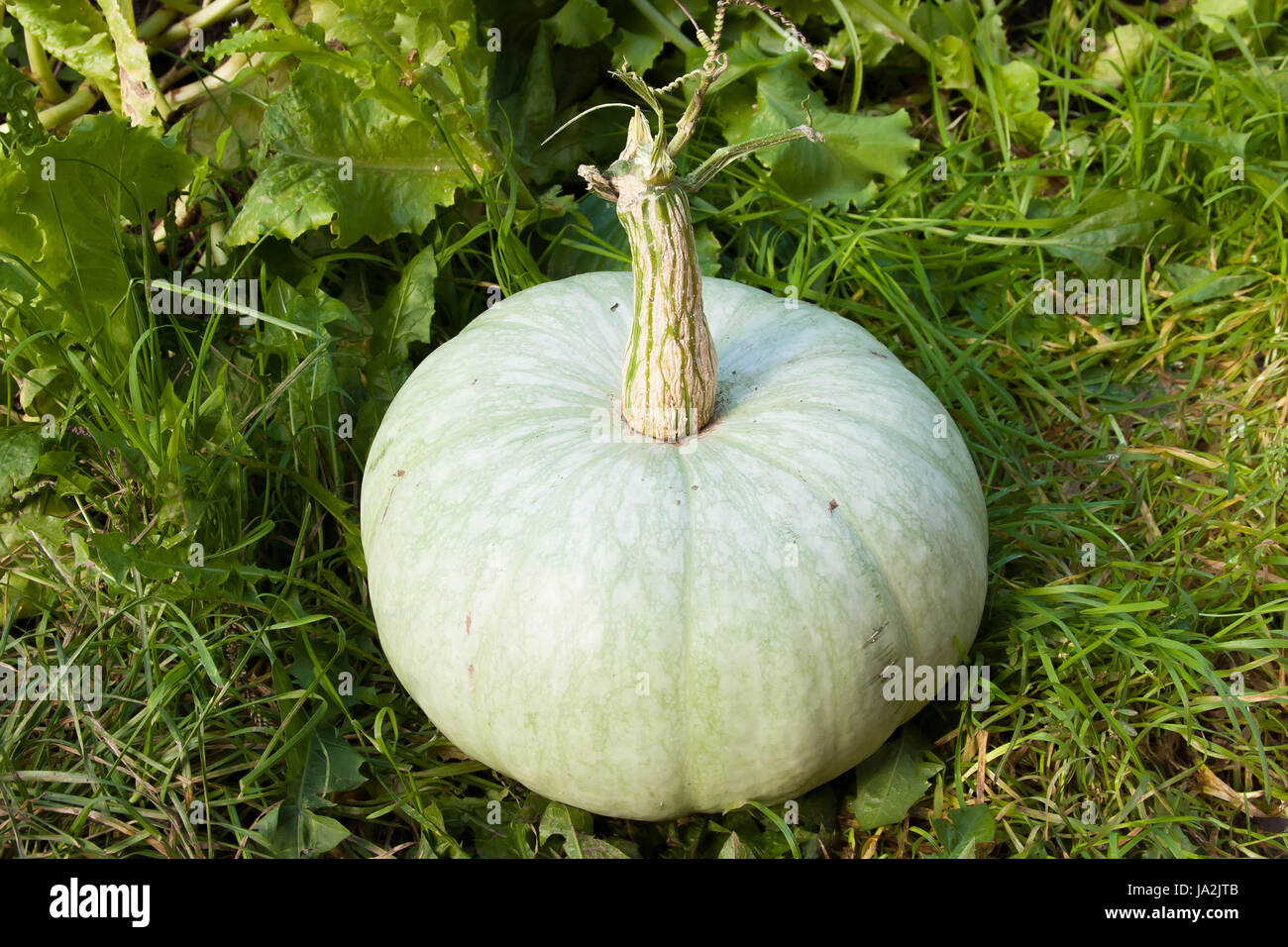 one large green pumpkin lies on a grass Stock Photo - Alamy