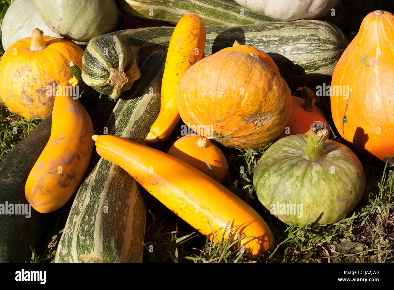 the large harvest of pumpkin and vegetable marrows lies on a green ...