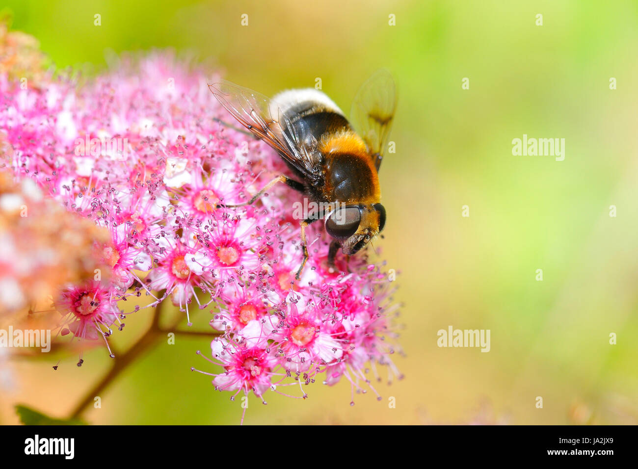 macro, close-up, macro admission, close up view, detail, insect, flower, Stock Photo