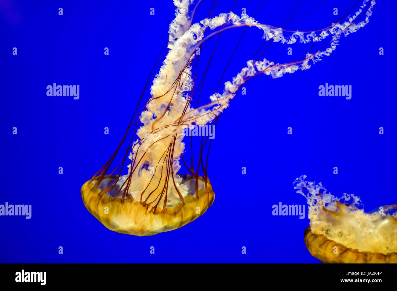 fish, jelly, nettle, salt water, sea, ocean, water, yellow, jellyfish