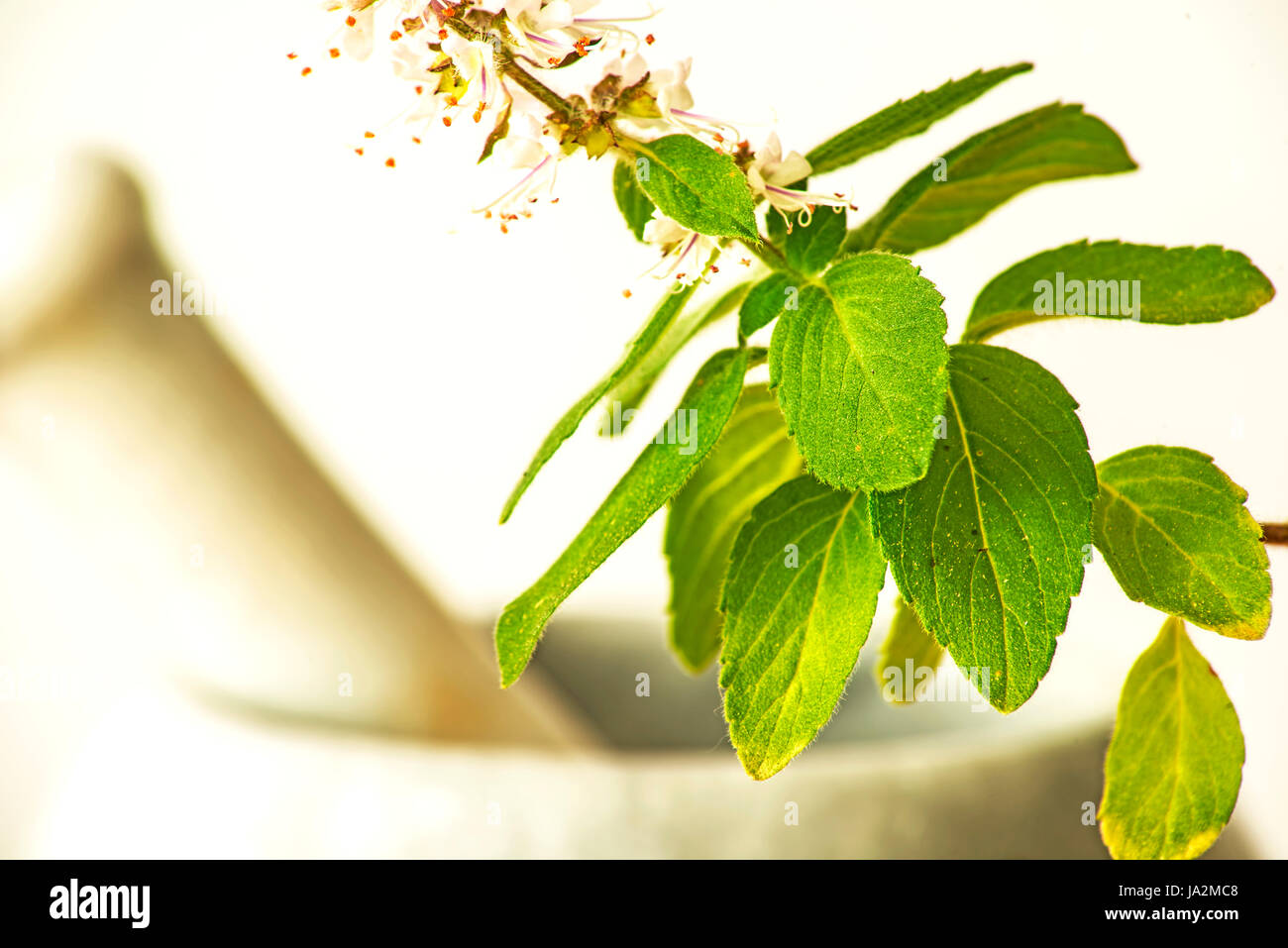 Ocimum basilikum hi-res stock photography and images - Page 7 - Alamy