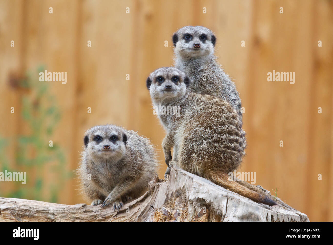 look, glancing, see, view, looking, peeking, looking at, wise, attentive, Stock Photo