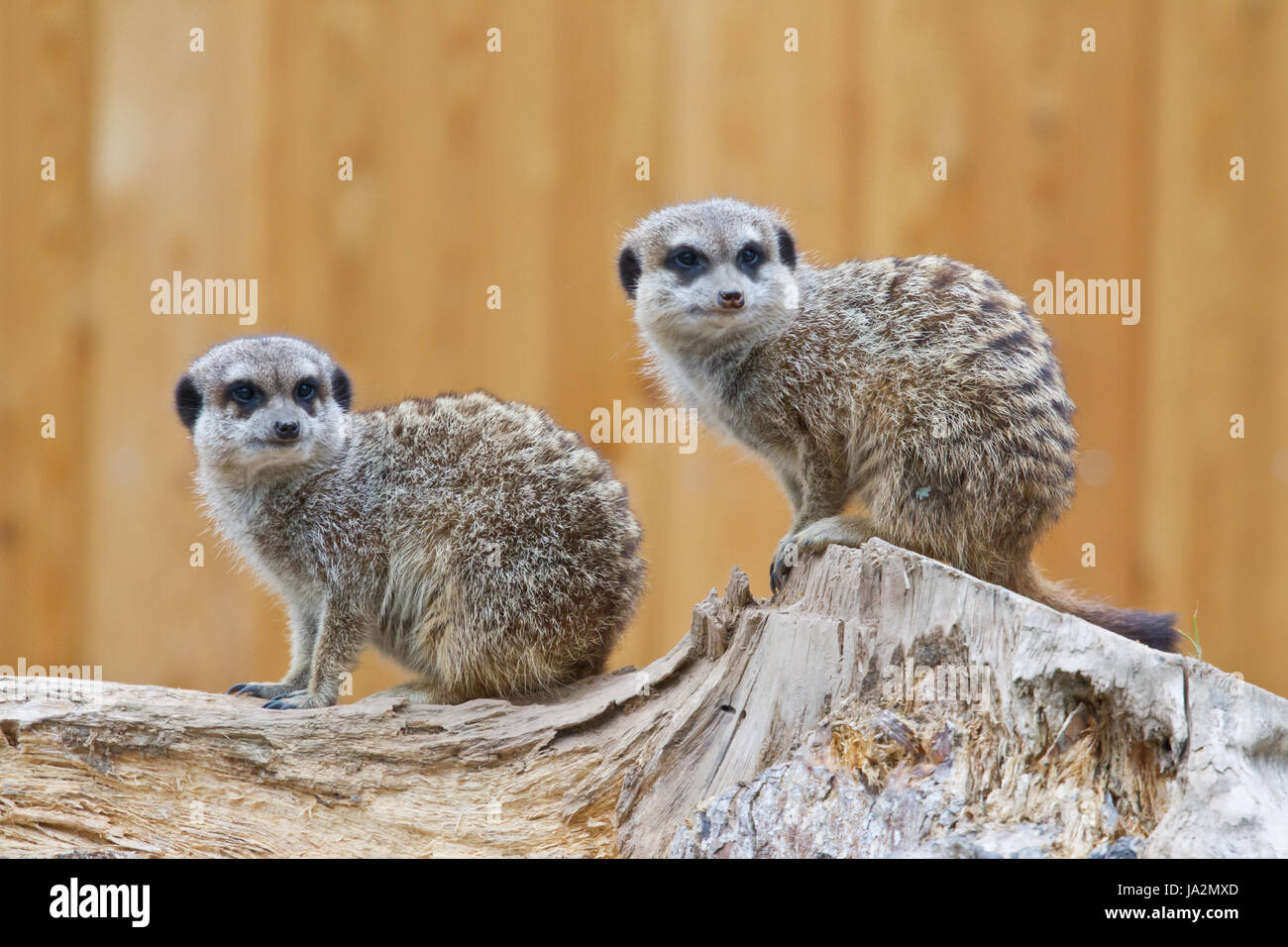 look, glancing, see, view, looking, peeking, looking at, wise, attentive, Stock Photo