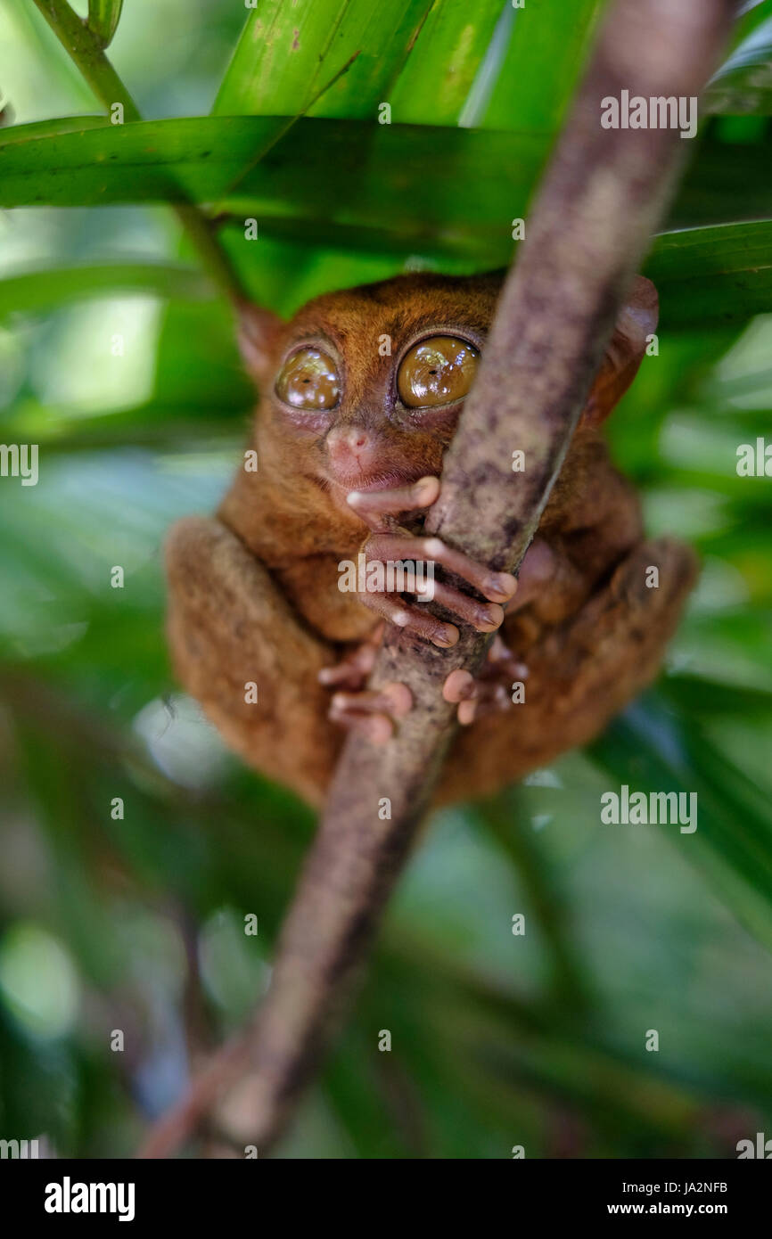 A Philippine tarsier Carlito syrichta climbing a tree in the island of ...
