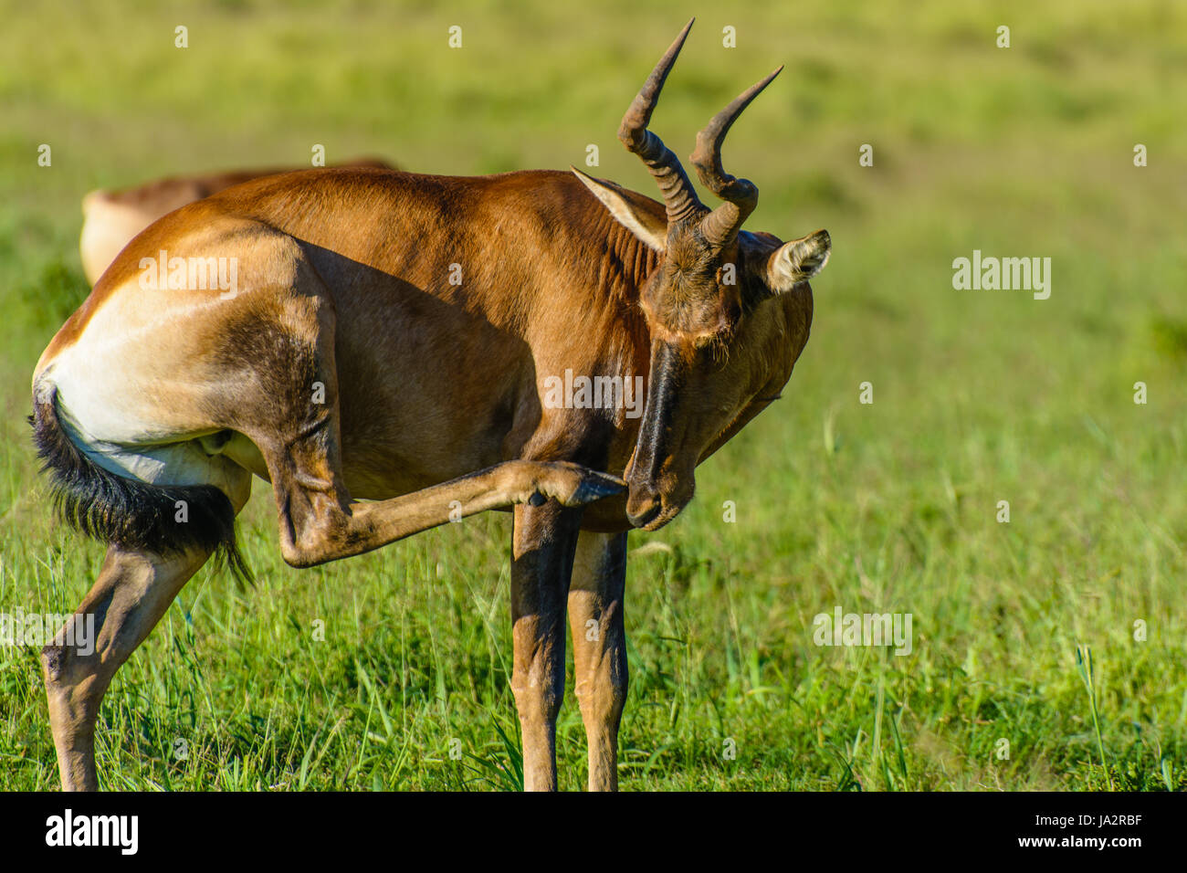 Wildlife outdoor funny color animal portrait of an isolated single itching (the nose with a back