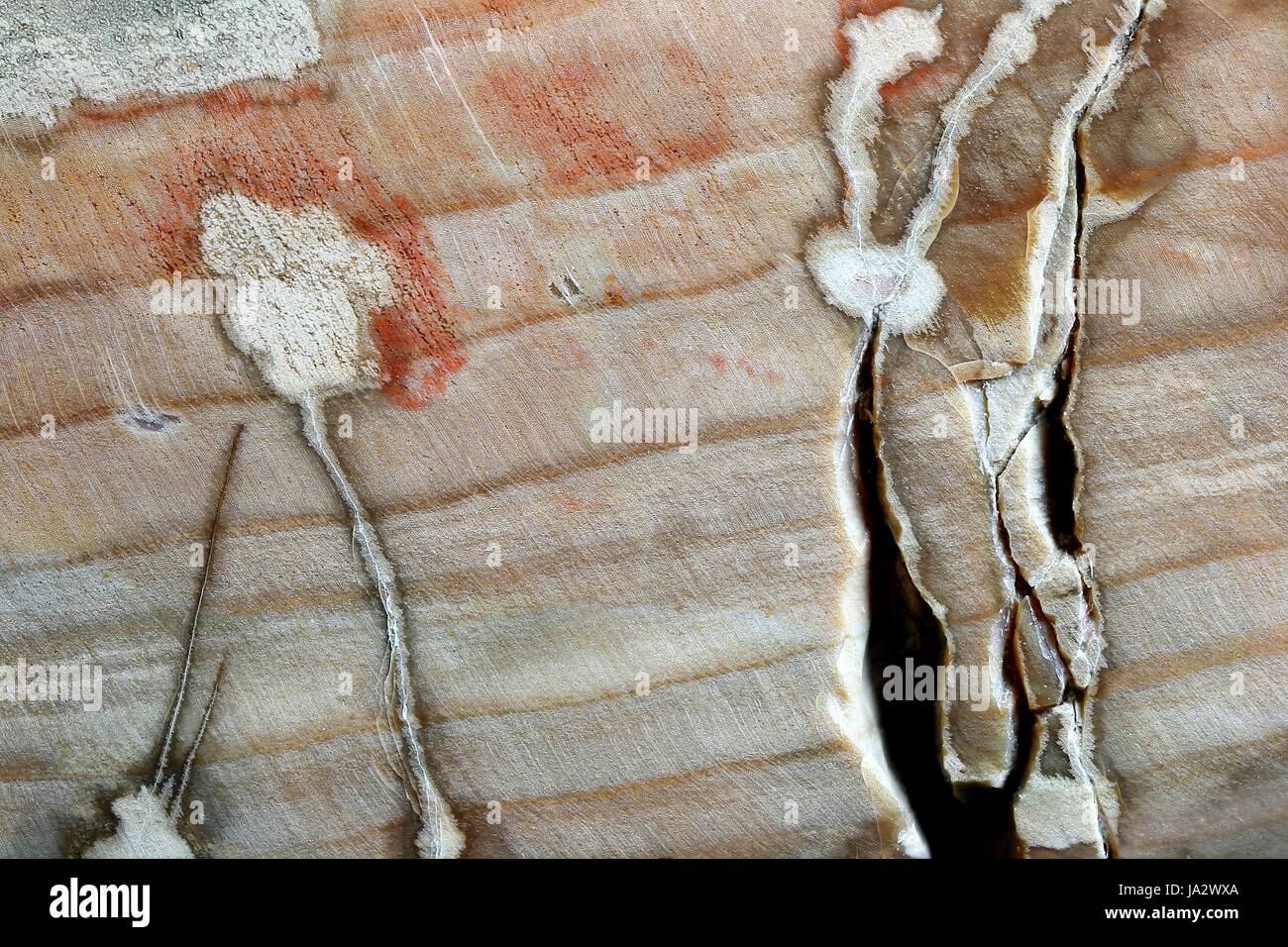 Old fossil cell hires stock photography and images Alamy