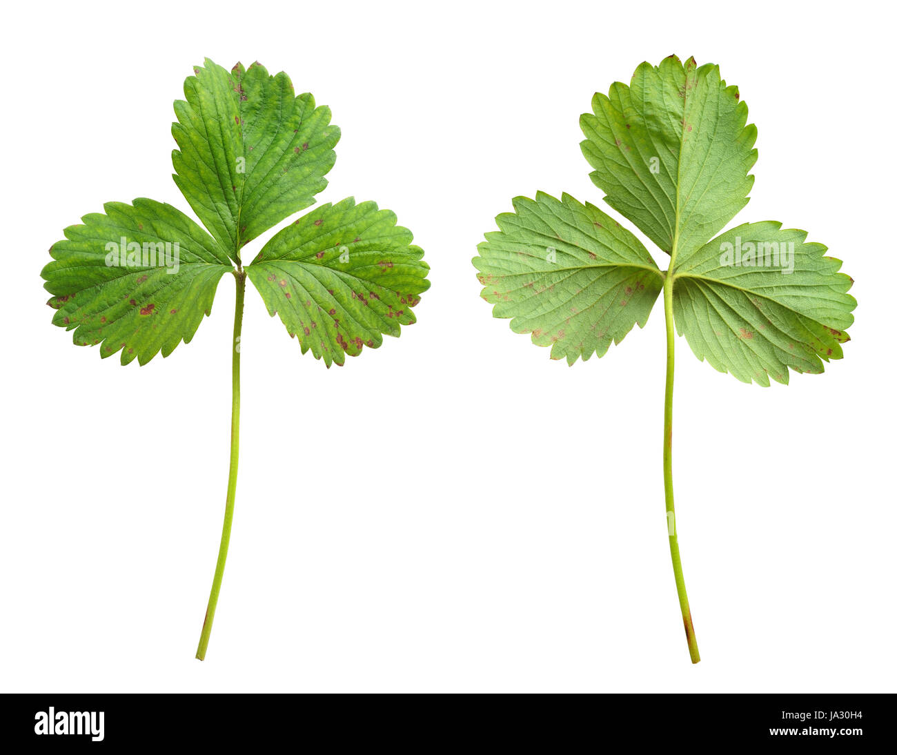 close, leaf, macro, close-up, macro admission, close up view, detail, isolated, Stock Photo