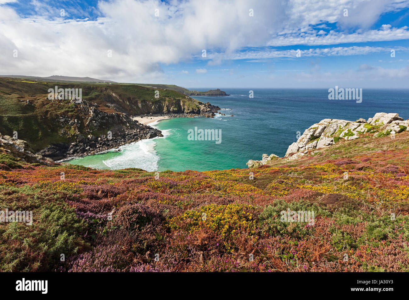 Colourful wild flowers on top of a cliff in Cornwall, England, UK. Stock Photo