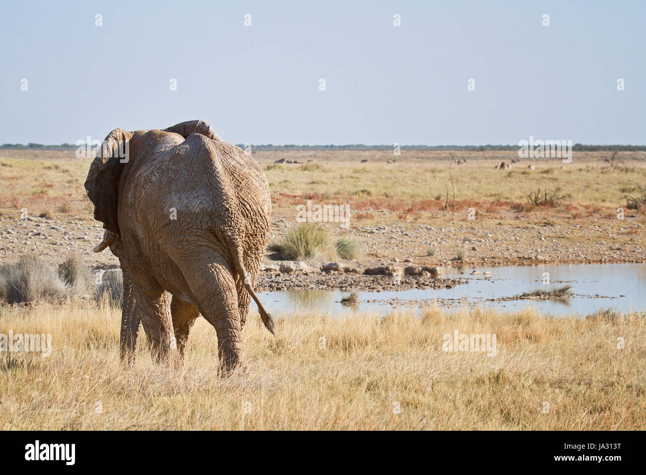 animal, africa, elephant, namibia, travel, holiday, vacation, holidays, Stock Photo