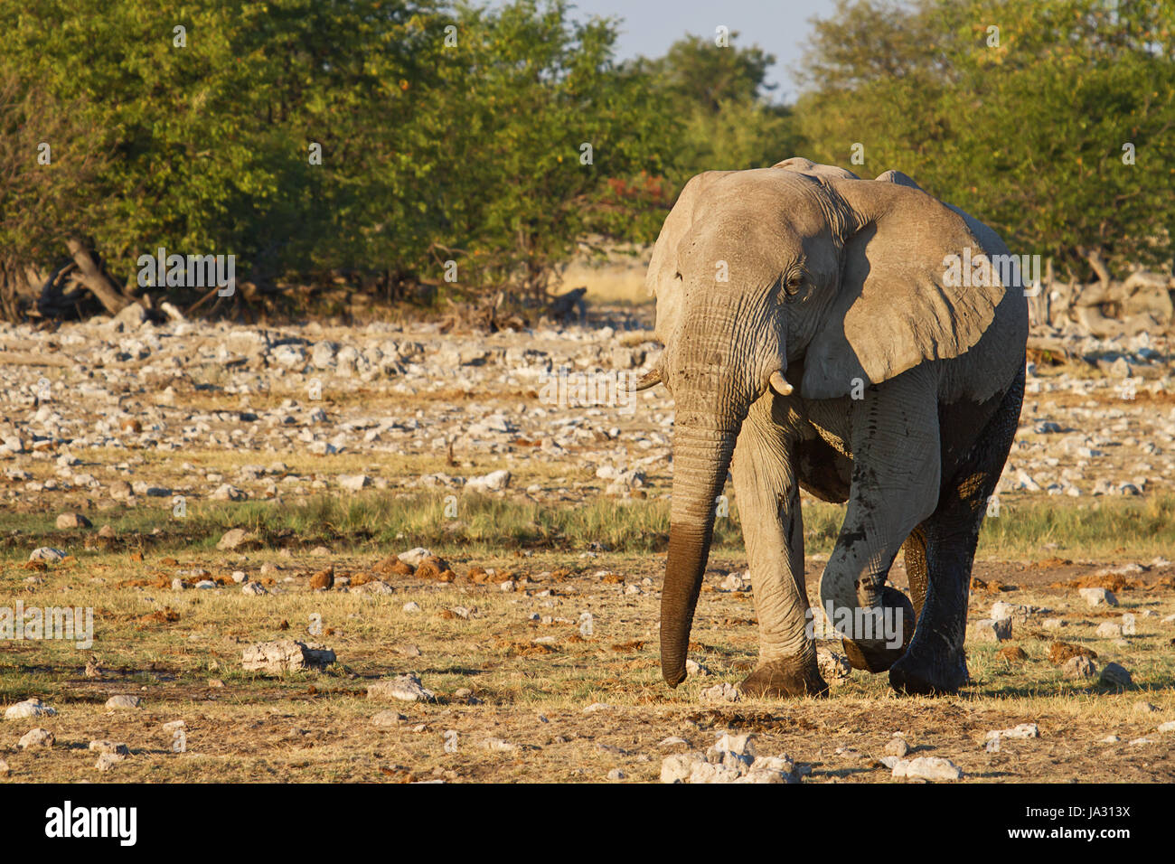 animal, africa, elephant, namibia, travel, holiday, vacation, holidays, Stock Photo