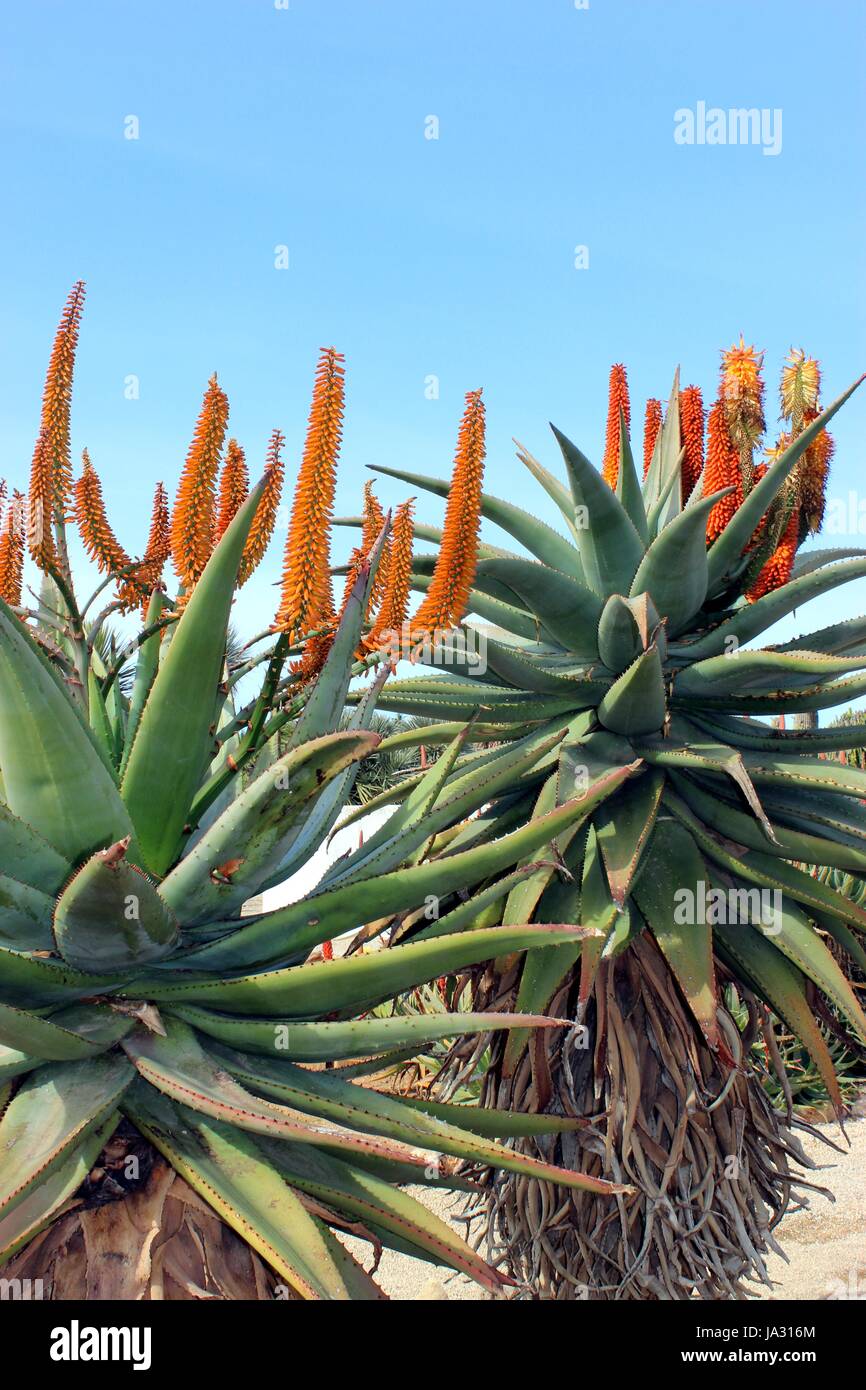 park, garden, plant, flower, bloom, blossom, flourish, flourishing, useful Stock Photo