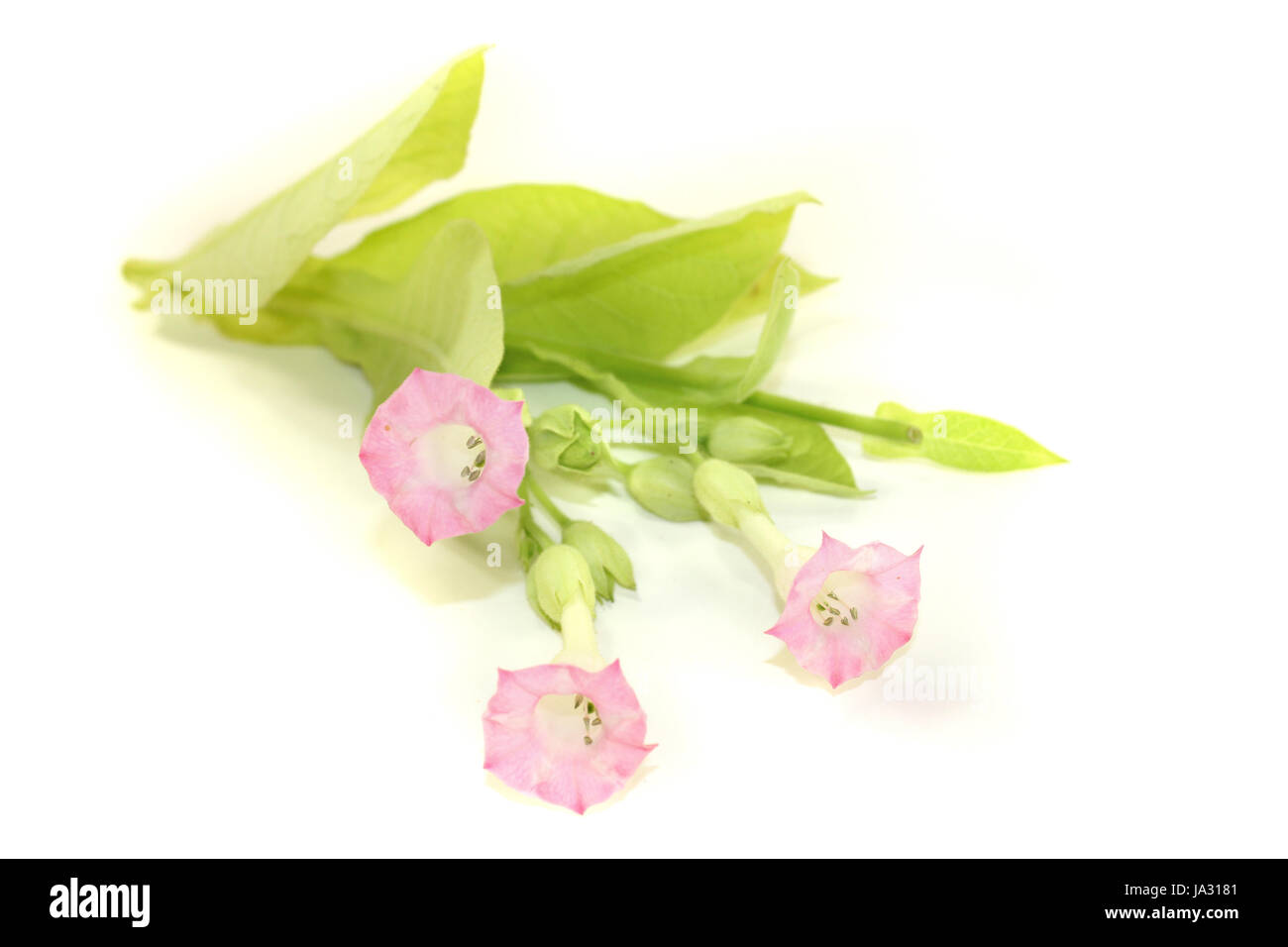 leaf, culture, green, bloom, blossom, flourish, flourishing