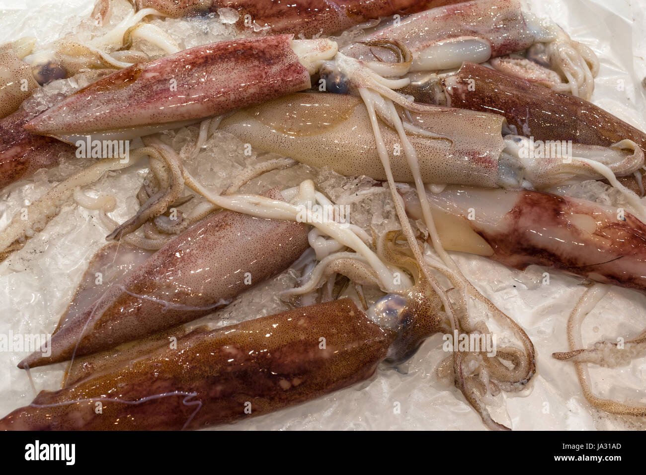 Squids for sale at Sydney Fish market, Pyrmont, Sydney, NSW, Australia